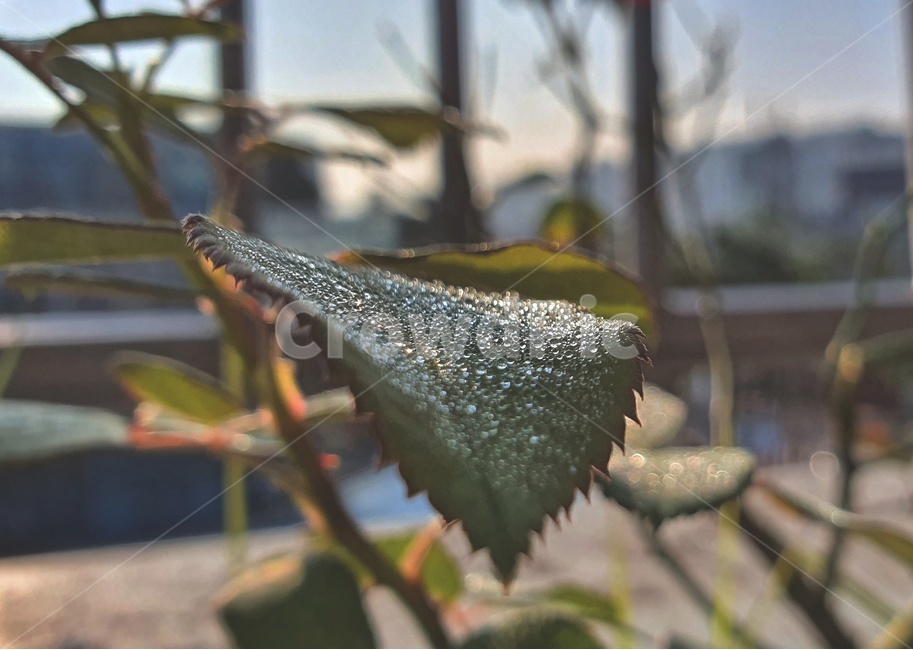 식물,잎,나뭇잎,초록,이슬,dew,morning,leaf,plant,장미잎,식물,자연,plants,nature