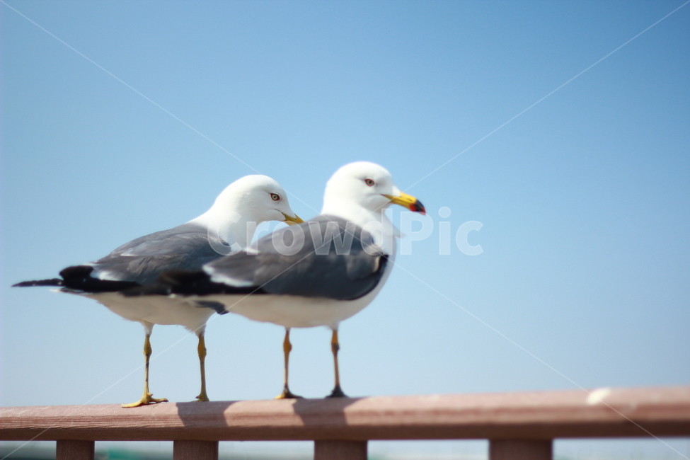 오이도,갈매기,바다,새,커플,동물,animal,조류,새,birds
