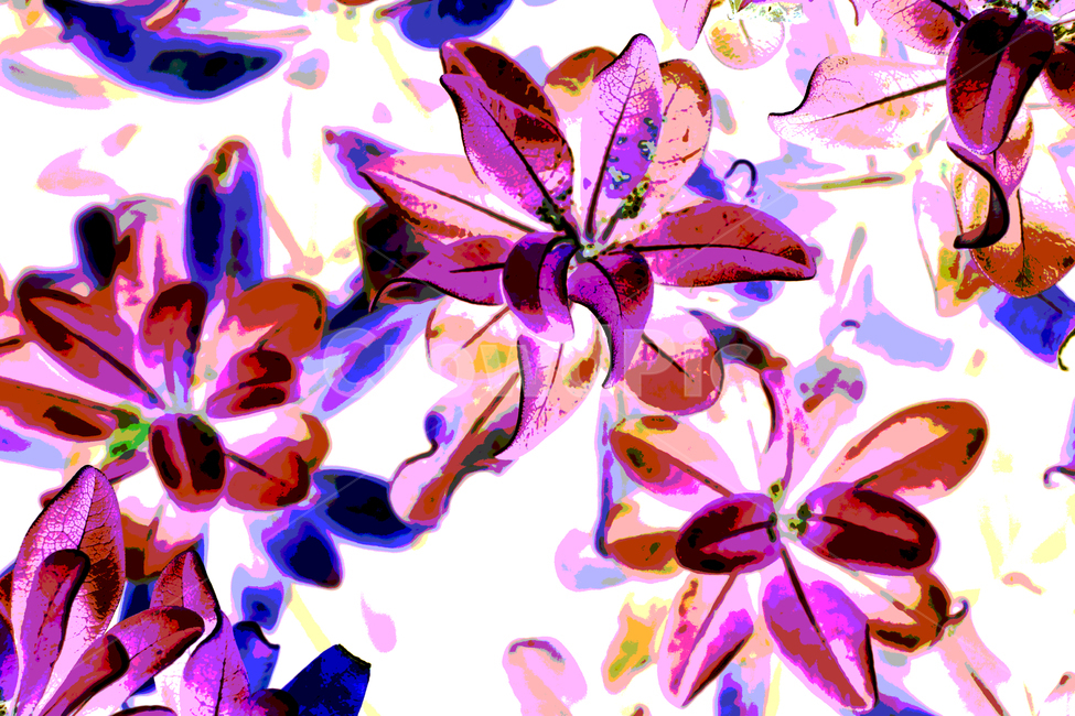 close up,fancy,color,beauty,nature,plant background,beautiful flower,flower,flowersbackground,leaves background,background,flower background,Wallpapers,colorful