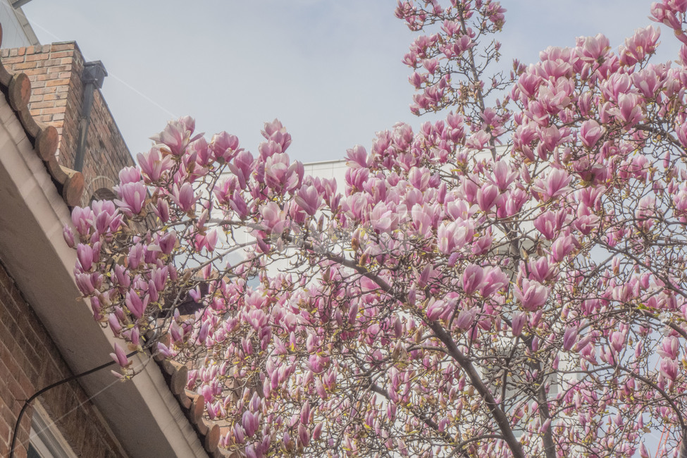 꽃,봄,봄꽃,목련,자목련,목련나무,봄,계절,spring,season,식물,자연,plants,nature,꽃,flower,plant,blossom