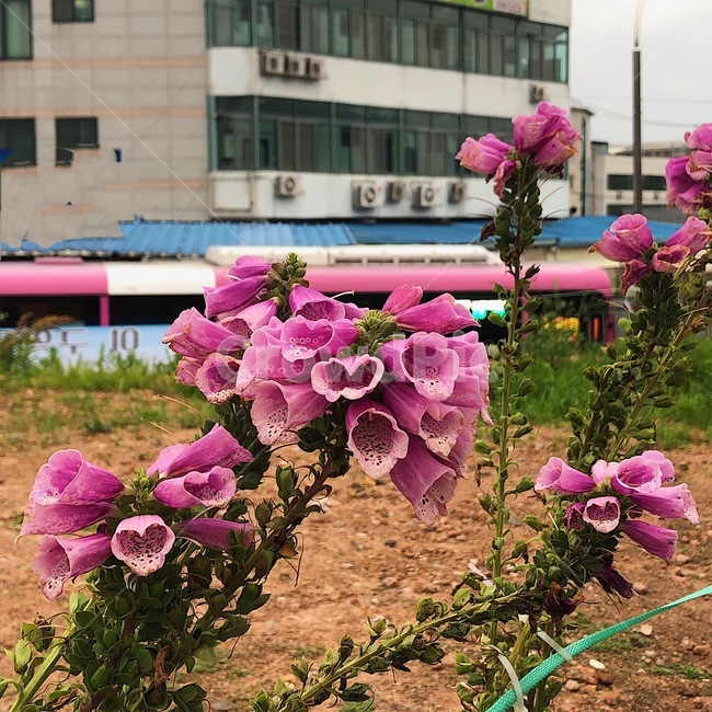 꽃,디기탈리스,식물,flower,digitalis