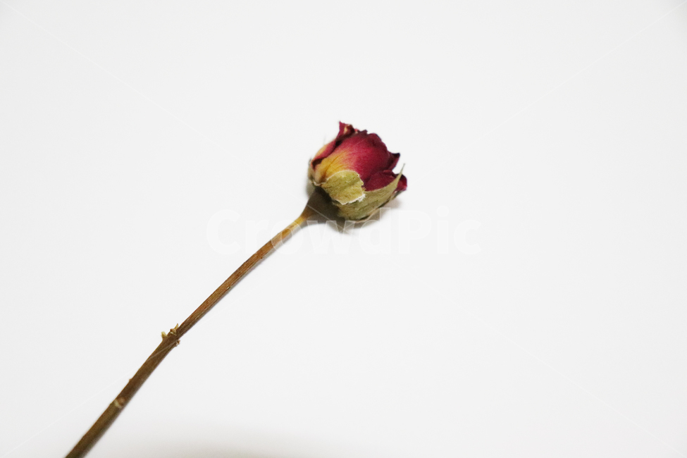천일홍,장미,미니장미,꽃,드라이플라워,말린꽃,식물,자연,plants,nature,꽃,flower