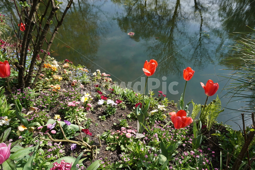 꽃,튤립,식물,정원,봄,호수,가든,식물원,꽃밭,flower,tulip,plant,garden,green,초록이,lake,주황꽃,주황튤립