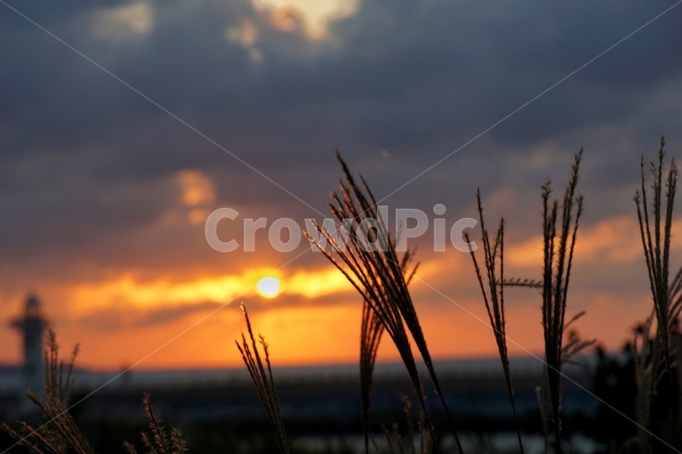 붉은하늘,일몰,황혼,자연,갈대,sunset