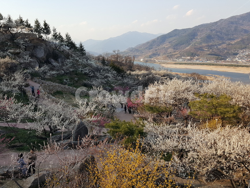 매화,매화꽃,매화마을,축제,꽃,광양매화마을,매화축제,분홍꽃,분홍,파란,하늘,자연,식물,계절,풍경,산,flower,nature,season,봄,계절,spring,season,자연,풍경,nature,landscape,plant