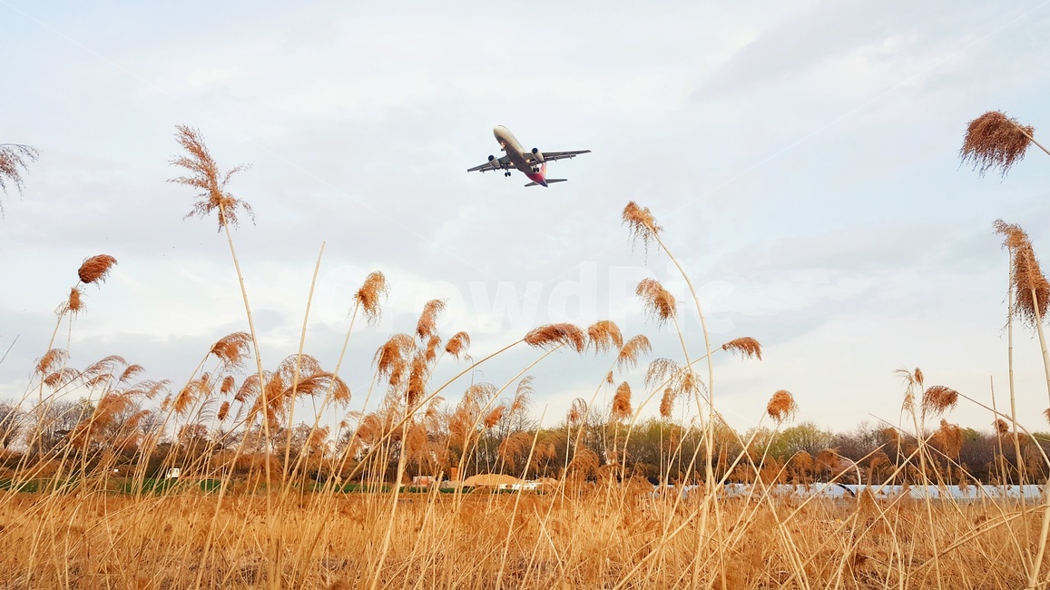 비행기,갈대,구름,하늘,풍경,여행,휴가,교통,sky,fly,nature,trip,traffic,자연,억새풀,억새,계절,plants,교통,교통수단,traffic,transportation