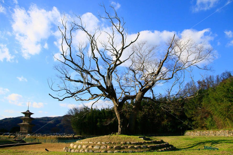 나무,tree,식물,나무줄기,자연,자연,풍경,nature,landscape