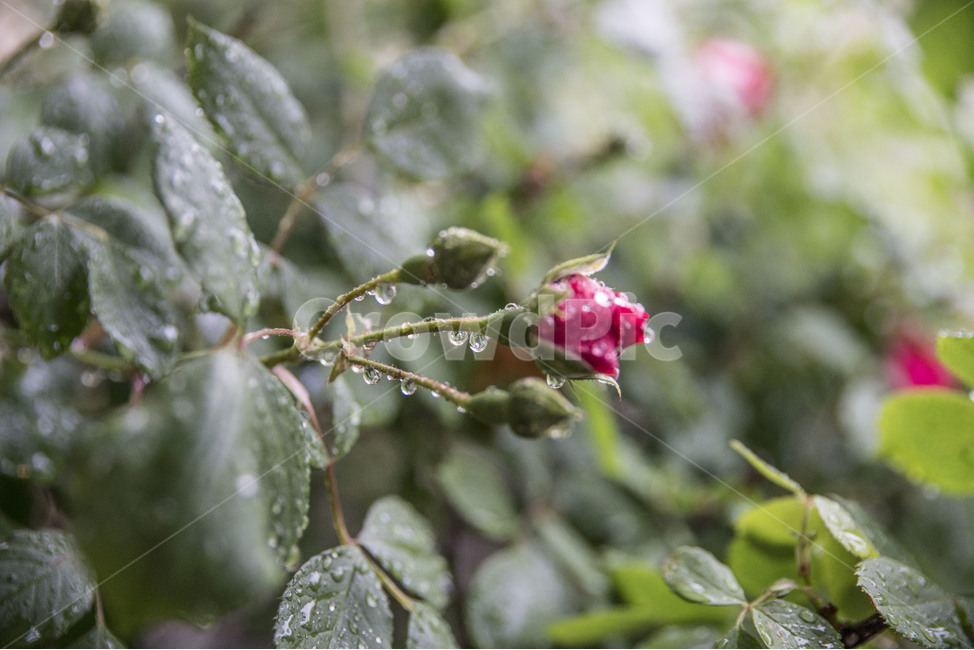 비오는날,장미,물방울,꽃,여름꽃,꽃망울,식물,자연,plants,nature,꽃,flower