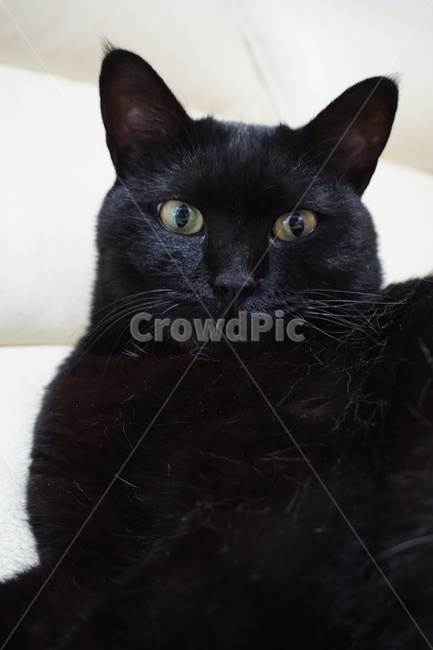 동물,고양이,검은고양이,냐옹이,코리안숏헤어,코숏,동물,animal,포유류,mammal,고양이,cat,kitten,kitty
