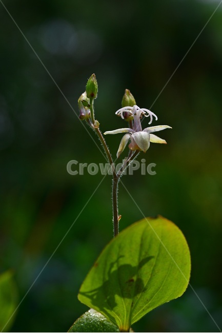 plant,식물,blossom,flower,꽃,뻐꾹나리,뻐꾹나리꽃