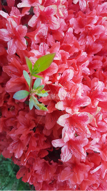 꽃,flower,야생화,생화,근접