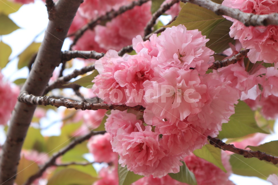 겹벚꽃,벚꽃,봄,분홍색,꽃,자연,spring,식물,flower