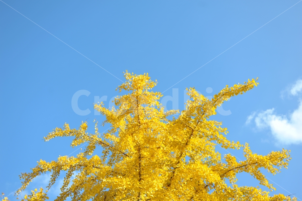 가을,가을풍경,은행나무,나무,풍경,하늘,한국,야외,나뭇잎,가을,계절,fall,autumn,season,식물,자연,plants,nature,나무,trees,wood,plant