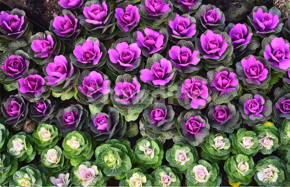 양배추,꽃양배추,관상용,식물,cabbage,vegetable,보라색,녹색,흰색,배경,바탕,백그라운드,background,자주색,purple,violet,퍼플,화단,food,음식,식용,야채,채소,plant,옥외,야외,식물,자연,plants,nature,채소,야채,vegetables