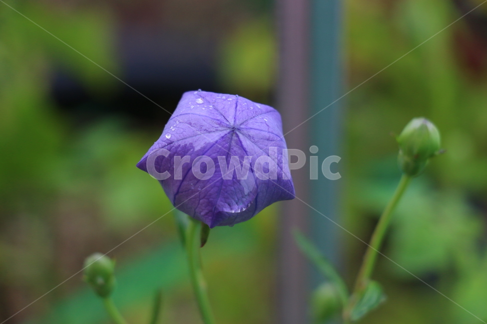 도라지꽃,보라색,꽃망울,영원한사랑,기관지,천식,식물,자연,plants,nature,꽃,flower