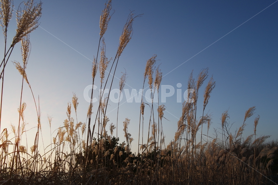 억새,자연,산,민둥산,억새풀,하늘,가을,계절,fall,autumn,season,자연,풍경,nature,landscape,grass,잔디,plant,식물,lawn