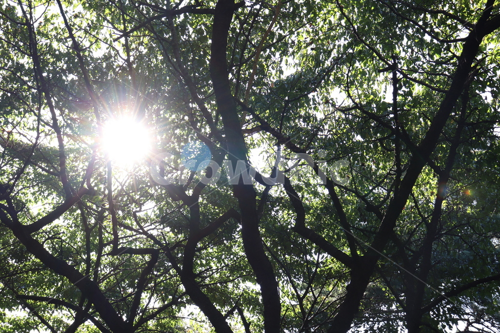 light,빛,나무,풍경,자연,자연,풍경,nature,landscape