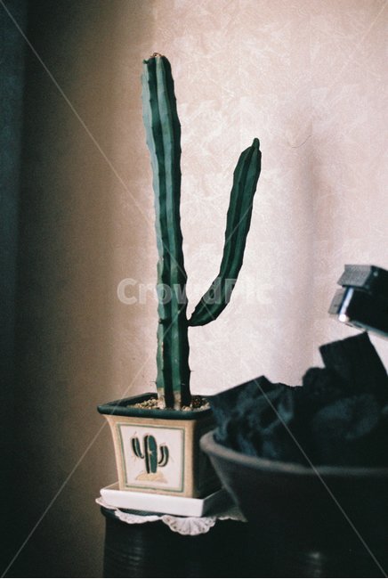 선인장,초록식물,식물,화분,필름사진,식물,자연,plants,nature,실내용화초,화분,화초,house plant,감성,sensible,feeling,인테리어,실내디자인,interior design