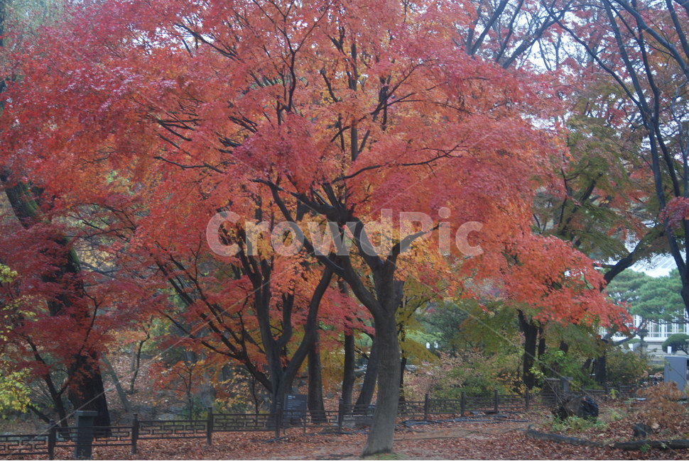 가을풍경,가을단풍,단풍,tree,나무,가을,계절,fall,autumn,season