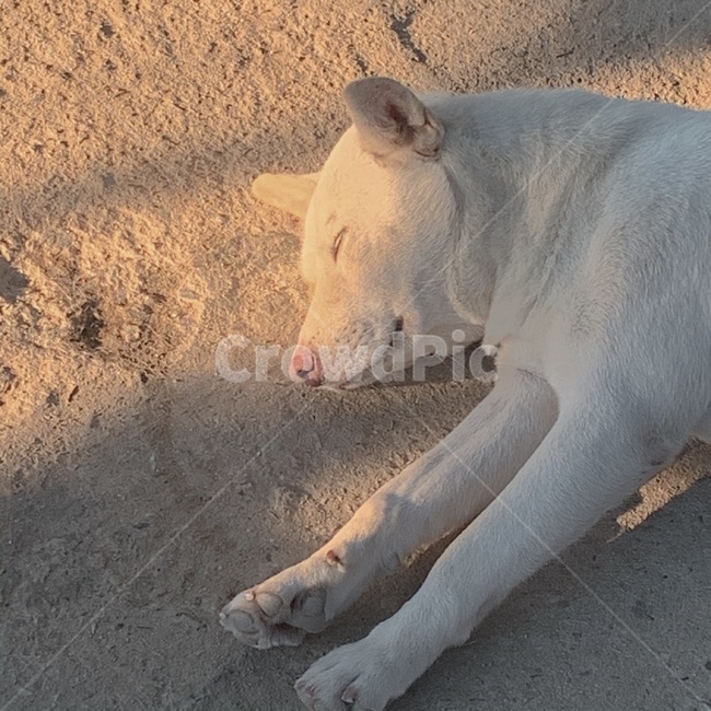 강아지,동물,애완견,멍멍이,진돗개,동물,animal,포유류,mammal,개,강아지,dog,doggy