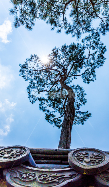 가을,소나무,기와,무늬,하늘,한국전통,한국문화,korean traditional,korean culture,식물,자연,plants,nature,나무,trees,wood