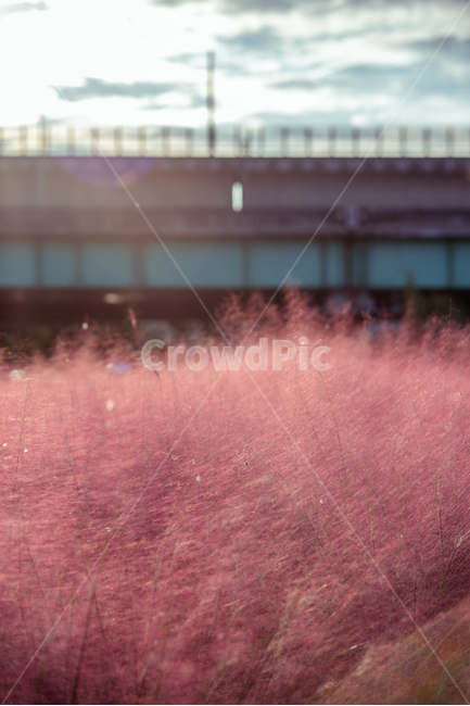 핑크뮬리,뮬리,야외,공원,따듯한,분홍빛,들판,감성,pink,nature,grass,park,afternoon,가을,계절,fall,autumn,season,식물,자연,plants,nature