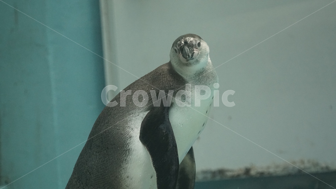 물,aquatic,펭귄,팽귄,수영,물갈퀴,동물원,훔볼트펭귄,동물,animal,포유류,mammal