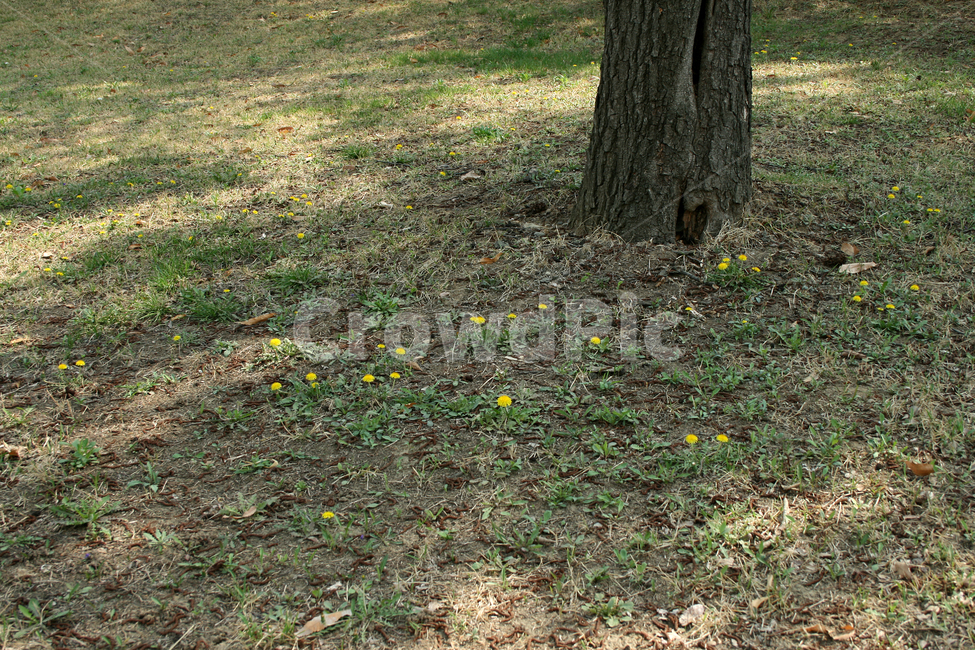 꽃밭,민들레,봄,봄날,봄풍경,감성,spring,flower,공원,풍경,식물,새싹,잎,초록,꽃,노란색,나무밑,봄,계절,spring,season,식물,자연,plants,nature,꽃,flower,나무,trees,wood,ground,바닥,plant,tree,tree trunk,나무 줄기