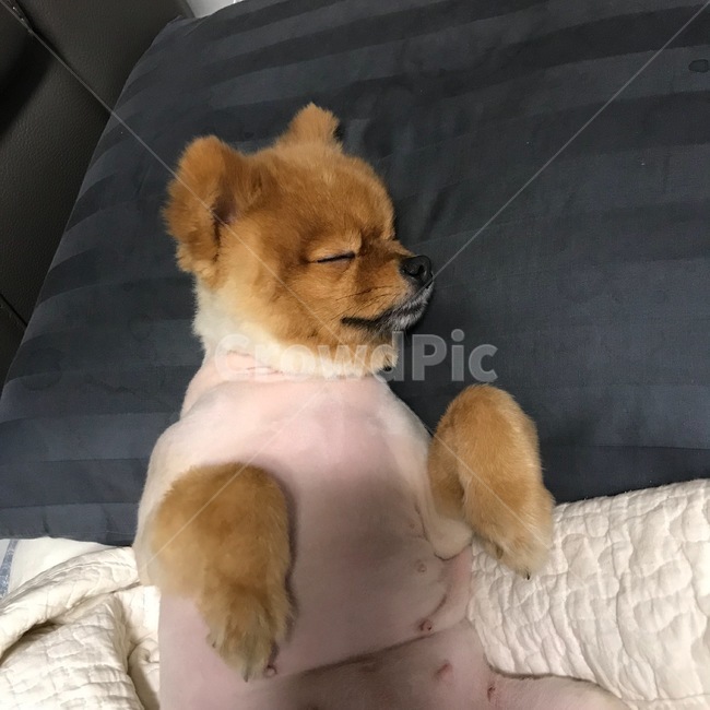 개,강아지,애견,반려동물,포메라니안,소파,개털,동물,animal,포유류,mammal,개,강아지,dog,doggy