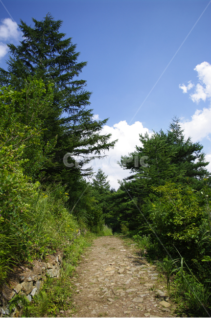 하늘,구름,길,나무,식물,여름,자연,plant,흙길,road,자갈,자연,풍경,nature,landscape