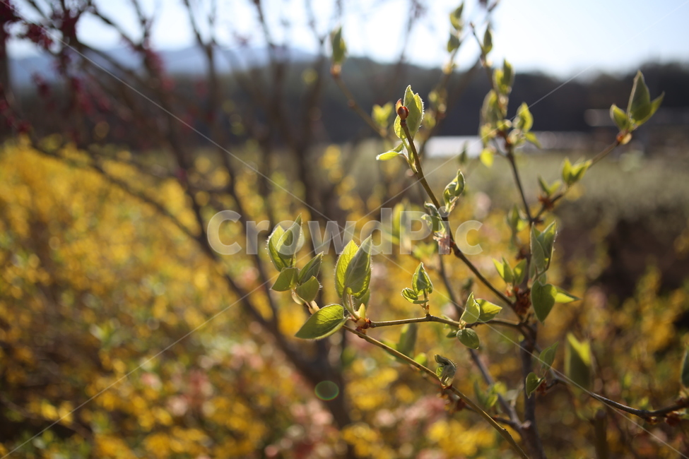 봄,새싹,녹색,그린,spring,green,시작,식물,자연,plants,nature
