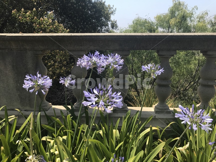 꽃,봄,예쁜꽃,flower,아가판서스,우아한꽃