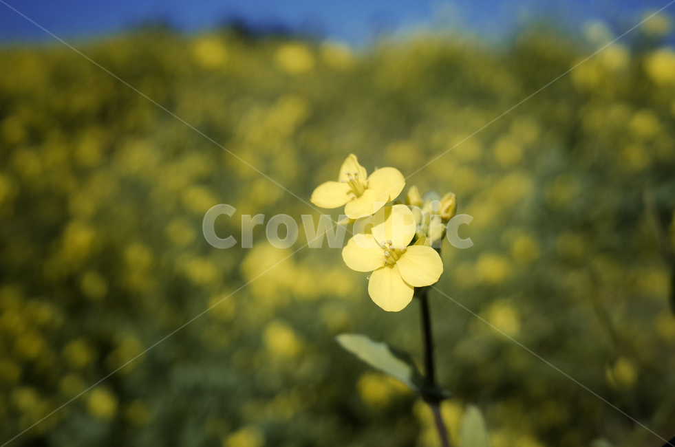 유채꽃,유채,yellow,plant,식물,flower,꽃,봄,봄꽃,노란꽃,green,노란,초록