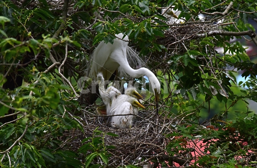 백로,egret,흰이슬,중대백로,여름새,철새,여름철새,외가리과,동물,animal,조류,새,birds