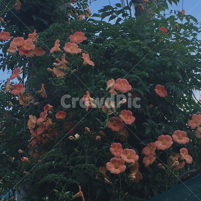 풍경,나무,꽃,scenery,flower,atmosphere,여름,저녁