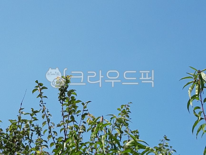 sky,clear sky,tree,leaf,branch
