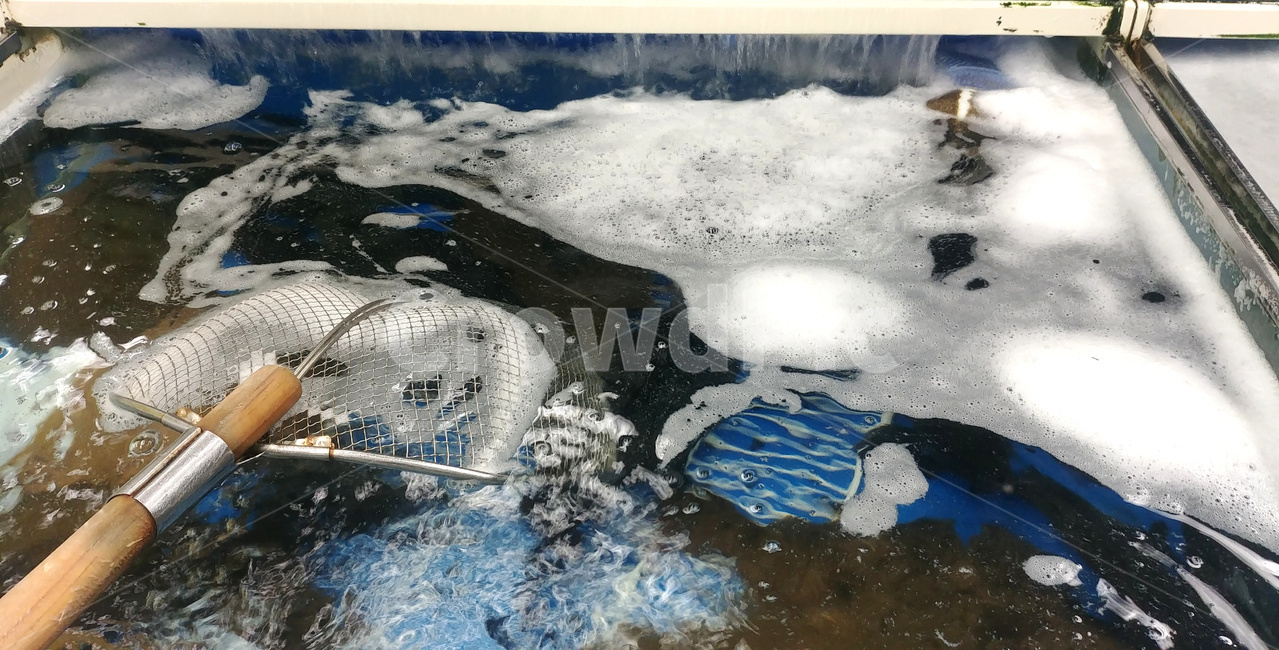 횟집,광어,뜰채,수족관,생선,광어회,수조