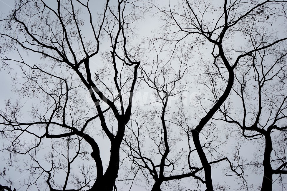 느티나무,고목,실루엣,나무,tree,하늘배경,겨울,가지,자연,하늘,식물,마른잎,숲,분위기,감성,겨울나무,쓸쓸함,외로움,고요,나뭇가지,계절,풍경