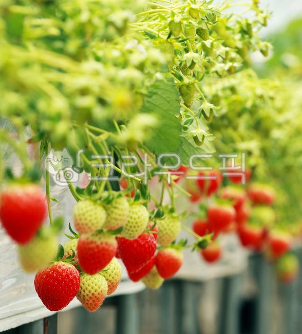 fruit,Agricultural products,High sugar content,mountainous district,fresh strawberries,spring,harvesting,strawberry picking,season,Agriculture,seedlings,Sweet and sour,kind,strawberry,delicious,food,vitamin,Farm experience,culture,Farm,plant,animated,plas