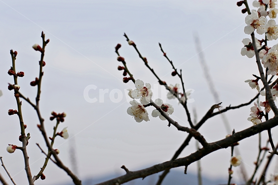 hadong,하동,매화축제,매화,매화꽃,꽃,flower,봄,계절,spring,season,식물,자연,plants,nature,꽃,flower,plant,blossom