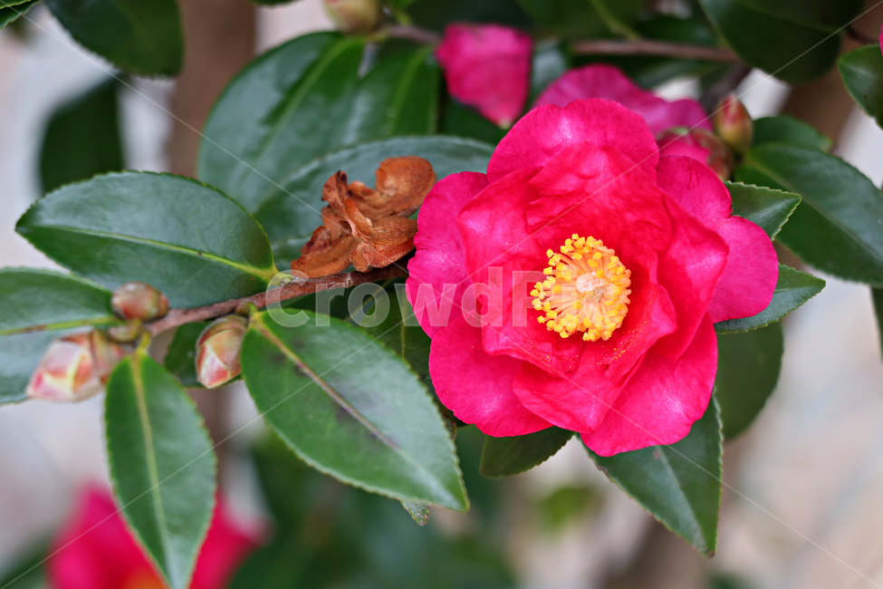 동백,동백꽃,제주동백,flower,화분,pollen,plant,식물,식물,자연,plants,nature,꽃,flower
