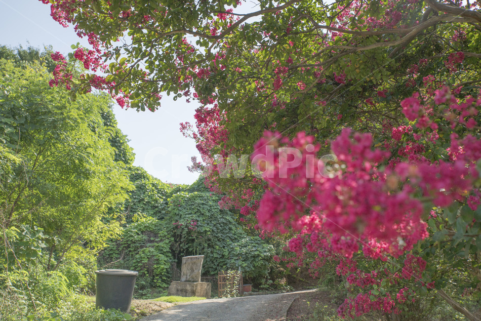 꽃,베롱나무,베롱꽃,여름꽃,꽃나무,자연,풍경,nature,landscape,식물,plants,꽃,flower,garden,정원,outdoors,옥외