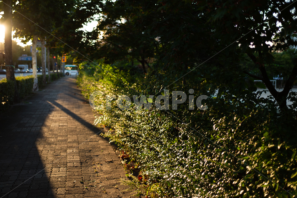 빛,light,길,road,보도블럭,해질녘,sunset,자연,풍경,nature,landscape,path,통로,walkway,보도