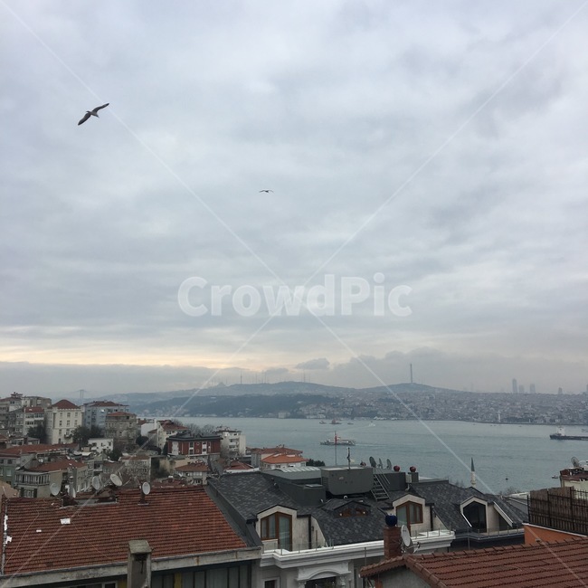 터키,이스탄불,갈매기,바다,흐린날씨,먹구름,도시,풍경,city,landscape,해외,외국,세계,foreign,oversea,world,세계도시풍경,해외도시풍경,외국도시풍경,world cityscape,roof,지붕,animal,동물,bird,새