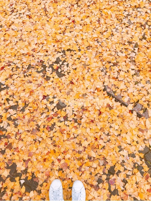 낙엽,가을,자연,노랑,은행잎,신발,붉은색,노란색,가을,계절,fall,autumn,season,plant,식물