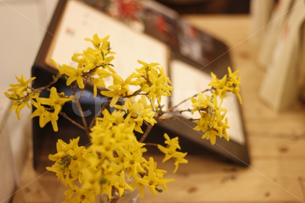 개나리,꽃,노랑,봄,노란색,카페,인테리어,우드,나무,식물,소품,flower,spring,blooming,wood,cafe,interior,식물,자연,plants,nature,인테리어,실내디자인,interior design,봄,계절,spring,season,꽃,flower,plant,blossom