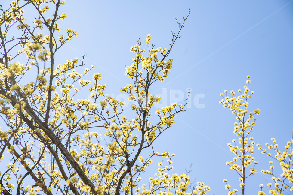 산수유,봄꽃,노랑,꽃나무,노랑꽃,plant,식물