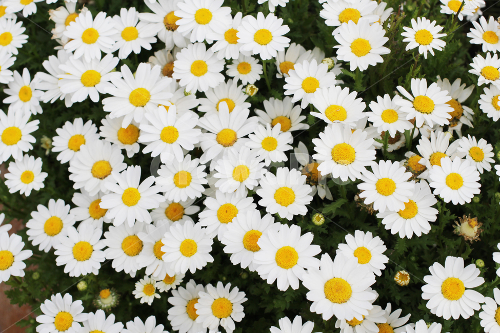 데이지,꽃,식물,daisy,flowers,plants,식물,자연,plants,nature,꽃,flower