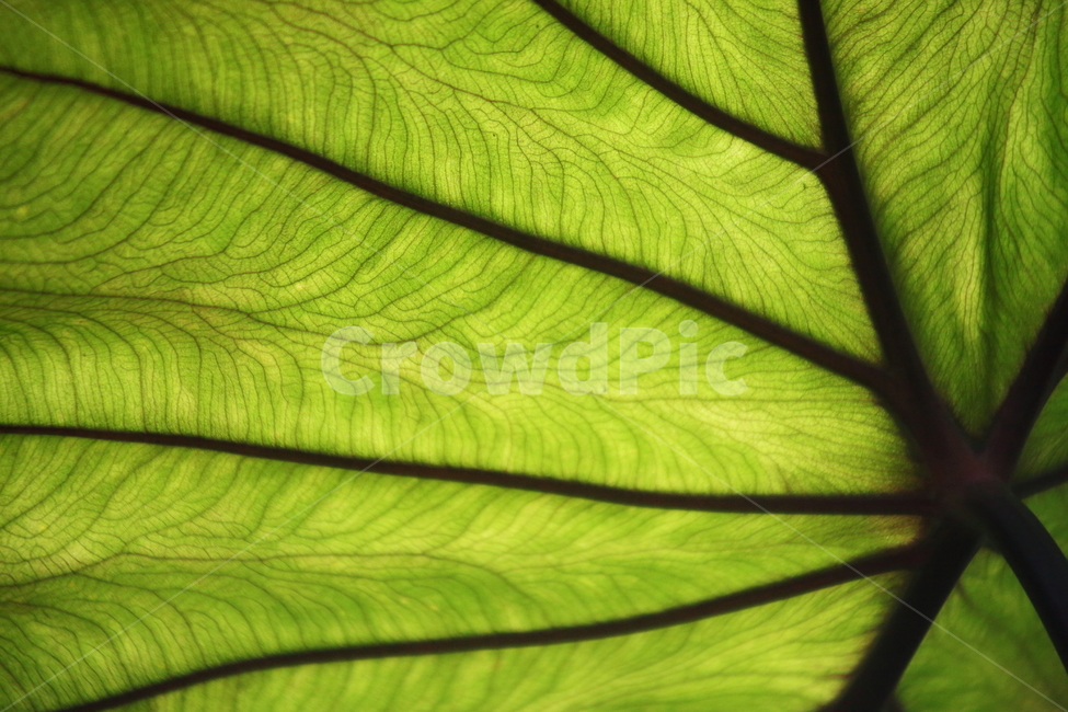 잎,초록,식물,여름,leaf