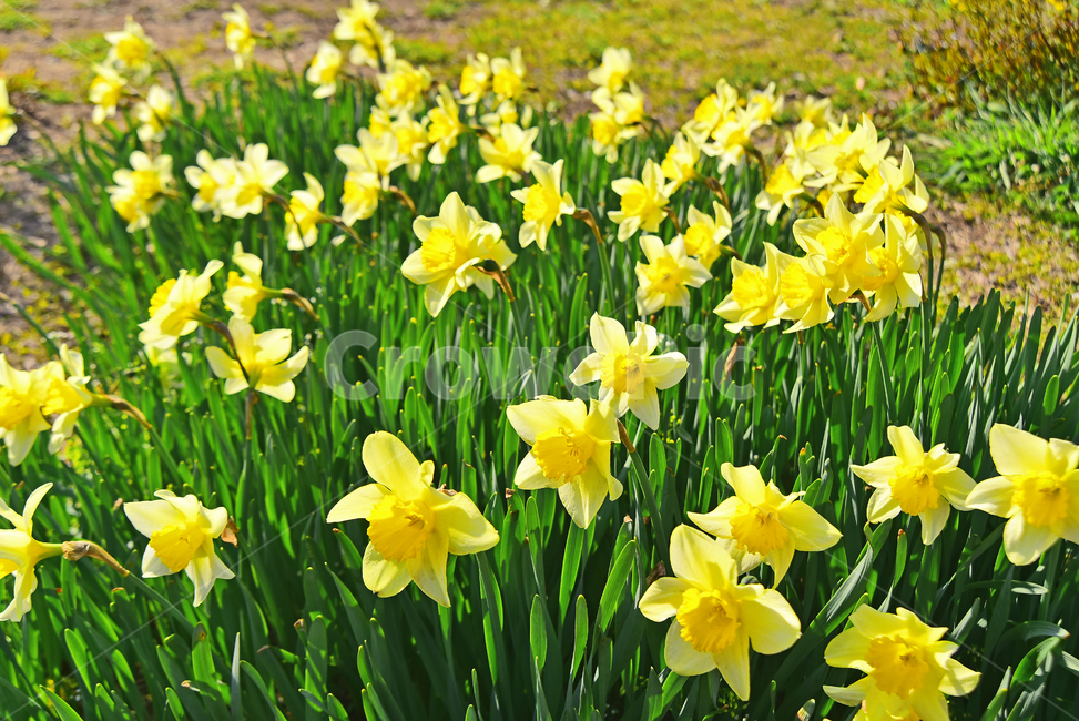 수선화,봄꽃,노랑색꽃,구근식물,알뿌리,플라워,plant,식물,springflowers,flowers,봄배경,배경,바탕,백그라운드,옐로우,yellowflowers,blossom